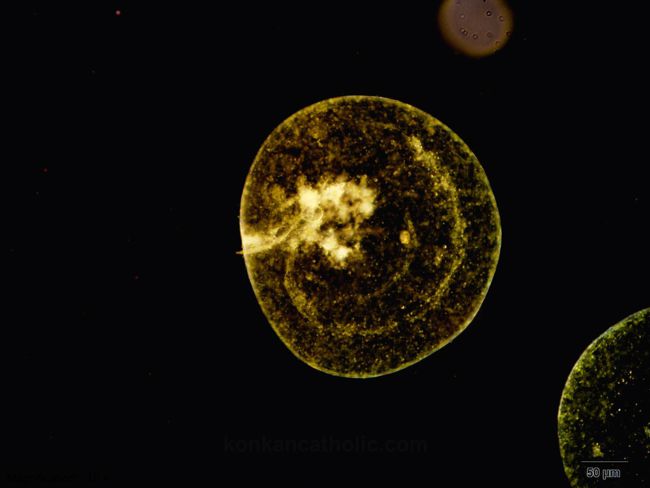  Applied Biology Lab of SAC identified Noctiluca Scintillans (Sea Sparkle)